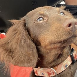 Dachshunds from A Anchor Farm