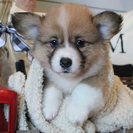 Pembroke Welsh Corgi Puppies from Rhone River Farm Pembroke Welsh Corgis