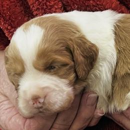 Missi boy 2 - Orange and white male Brittany puppy in Floyd Knobs, Indiana from Cross Creek Brittanys
