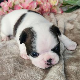 Green collar - Brindle and white male Boston Terrier puppy in Shreveport, Louisiana from Cristi's Port Bostons