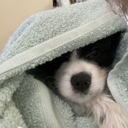 Papillon Puppies from Heise Papillons