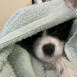 Papillon Puppies from Heise Papillons