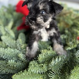 Coal (single blue eye) - Black and silver male Miniature Schnauzer puppy in La Mirada, California from SchnauzersRus