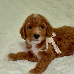 Gus Gus - Red  female Goldendoodle puppy in Mesa, Arizona from AZ River Doodles