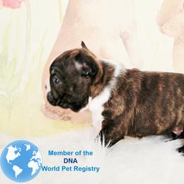 Boston Terrier Puppies from Our Gang Bostons