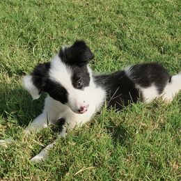 Pearl-ABCA - Black and white female Border Collie puppy in Bixby, Oklahoma from Bond Border Collies