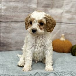 Albus - Blenheim male Cavapoo puppy in Logan, Utah from Mountain View Doodles
