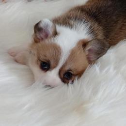 Pembroke Welsh Corgi Puppies from Amatskennel - Stubby Tails Ranch