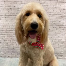 Lacey - Goldendoodle