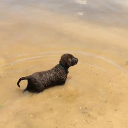 Chesapeake Bay Retriever Puppies from KBar Chesapeakes
