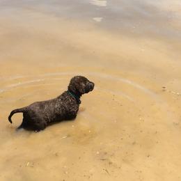 Chesapeake Bay Retriever Puppies from KBar Chesapeakes