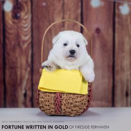 Yellow collar - White female Berger Blanc Suisse puppy in Chestnut, Illinois from Fireside Fernweh