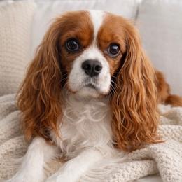 Lady - Cavalier King Charles Spaniel