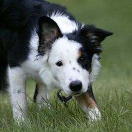 Border Collies from Margaret's Border Collies