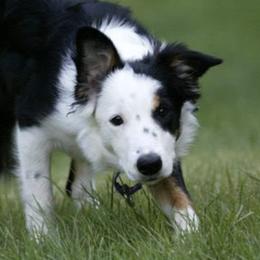 Border Collies from Margaret's Border Collies