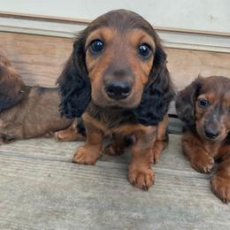 Ralph - Dapple male Dachshund puppy in Vermilion, Ohio from Dueck Dachshunds