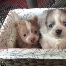 Pomeranians from Florida Girl Poms