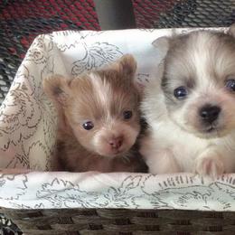 Pomeranians from Florida Girl Poms