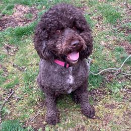 Chanel - Australian Labradoodle