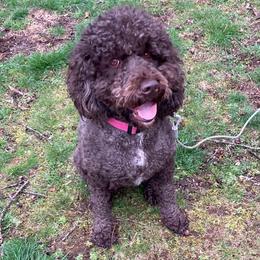 Chanel - Australian Labradoodle