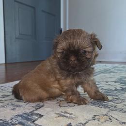 River - Red male Shih Tzu puppy in Smithville, Georgia from The Luckie Puppy