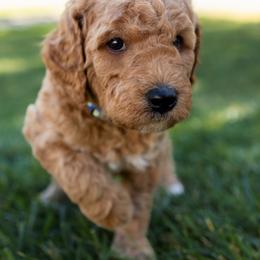 Goldendoodle Puppies from Teresa Carlson