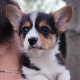 Ash - Black and tan male Pembroke Welsh Corgi puppy in Sidney, Ohio from Cozy Corgi Ranch