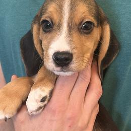 Black Collar Boy - Black tan and white male Beagle puppy in Dayton, Ohio from Copper Sky Beagles