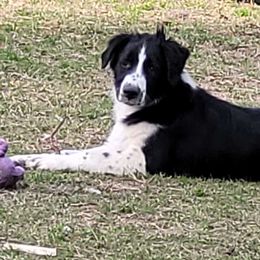 Aonghus - English Shepherd
