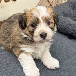 Rubble (Aqua collar) - Fawn sable male Havanese puppy in Silverton, Oregon from PNW Havanese