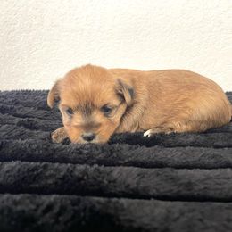 Daisy - Tan and white female Yorkshire Terrier puppy in Carencro, Louisiana from Ledet’s Yorkies