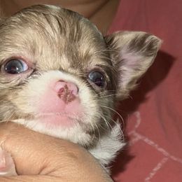 Chihuahuas from V & J’s Tiny Treasures