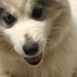 Siberian Huskies from Leanna Bartrum