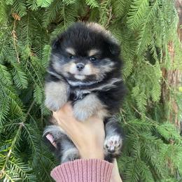 Hazel - Black and tan female Pomeranian puppy in Citrus Heights, California from Yev and Marina's Pomeranians (AKC)