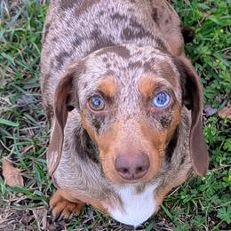 Basset Hounds and Dachshunds from Lindsey Smith