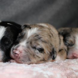 Miniature American Shepherd and Miniature Australian Shepherd Puppies from Integrity Aussies Tx
