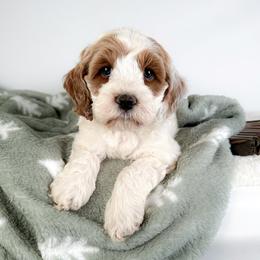 Jupiter - Red and white male Cockapoo puppy in Pledger, Texas from Sugarbear Cockapoos