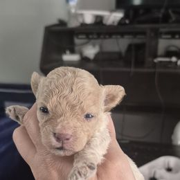 Buster - Cafe au lait male Maltipoo puppy in Everett, Washington from Meadows Ranch