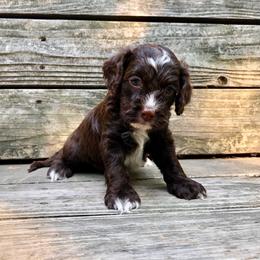 Moss - Brown and white male Cockapoo puppy in Hermiston, Oregon from Columbia River Cockapoos