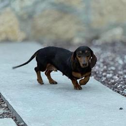 AKC Dapple, Choc And Tan Smooth - Dapple female Dachshund puppy in Horizon City, Texas from Willipaws