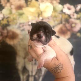 Marvin - Black male Chinese Shar-Pei puppy in Lehigh Acres, Florida from Florida Wrinkles