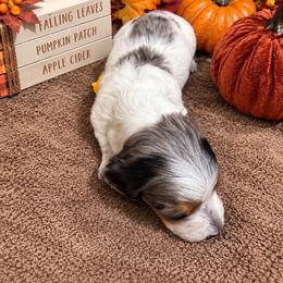 Princess - Dapple female Dachshund puppy in Pleasant Plains, Arkansas from JGBs Silver Spur Dachshunds