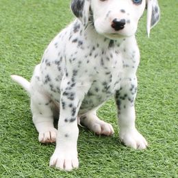 Tarzan-Boy 2 - Dalmatian puppy from Pawsh K9’s