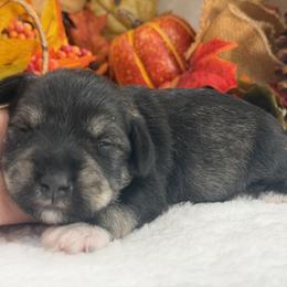 Gypsy Male 2 - Salt and pepper male Miniature Schnauzer puppy in Pageland, South Carolina from New Haven Farms