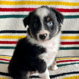 Arrow - Black tri-color male Australian Shepherd puppy in Zwingle, Iowa from Homestead Aussies & Doodles