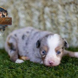 Roamer - Blue merle male Toy Australian Shepherd puppy in Granbury, Texas from Best Little Aussies