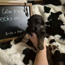 Black collar male - Black and red male German Shepherd puppy in Eugene, Oregon from Vom Osuna K9s