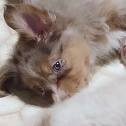 Dolly - Australian Shepherd puppy from Crazy Critters Aussies