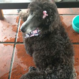 Poodle Puppies from Figz Poodles