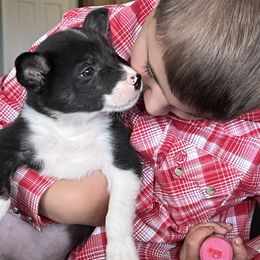 Reba - Tri-color female Border Collie puppy in Rural Retreat, Virginia from Hidden Acres Farm Corgis